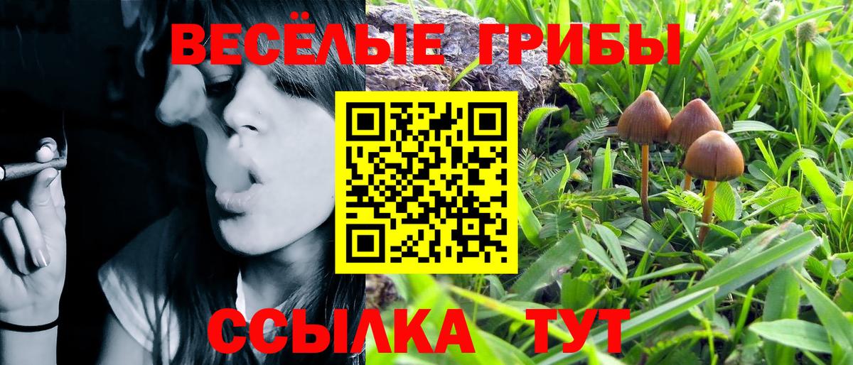 Псилоцибиновые грибы Psilocybine cubensis Назрань